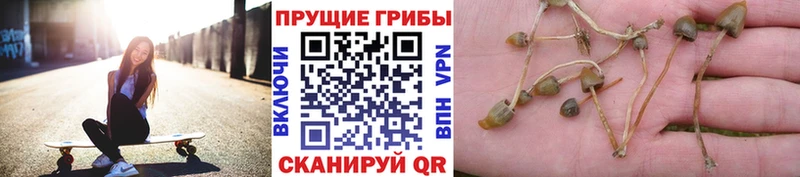 Купить где  Весьегонск  Псилоцибиновые грибы Psilocybe 